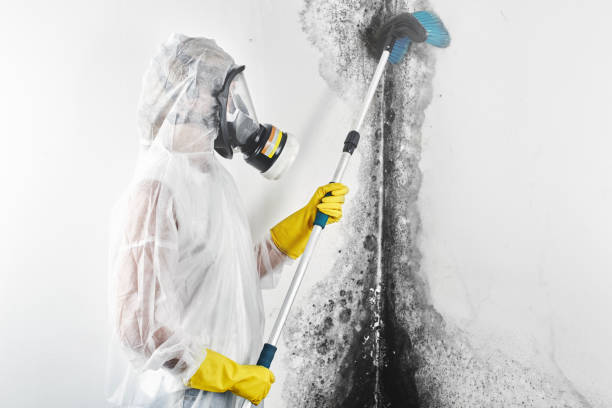 Best Environmental Consulting for Mold Prevention  in Baldwin, LA