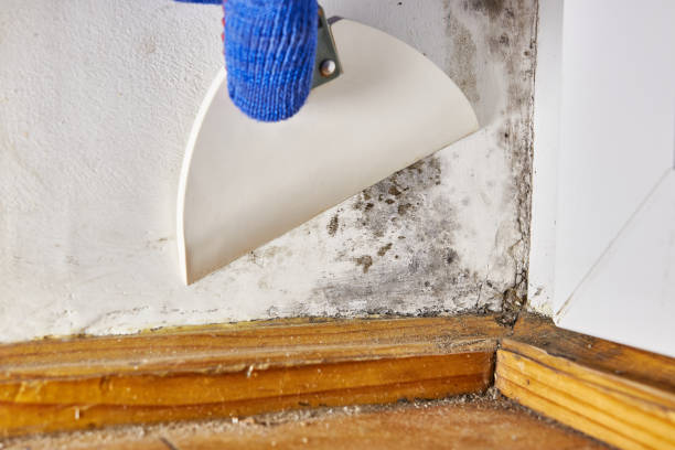 Best Post-Construction Mold Inspection  in Baldwin, LA