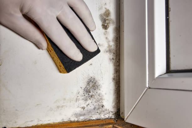 Best Commercial Mold Inspection  in Baldwin, LA